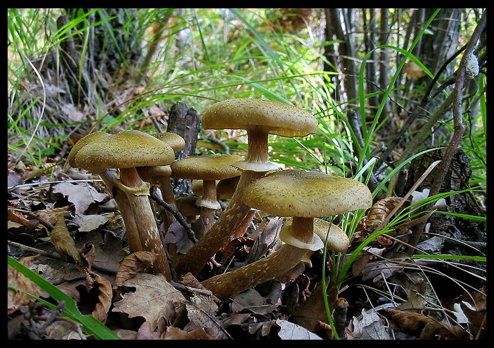 quello che ho incontrato sabato 6/11 e altro